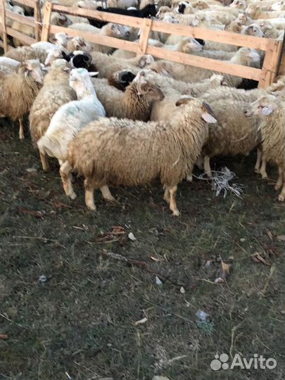 Овцы бараны ягнята