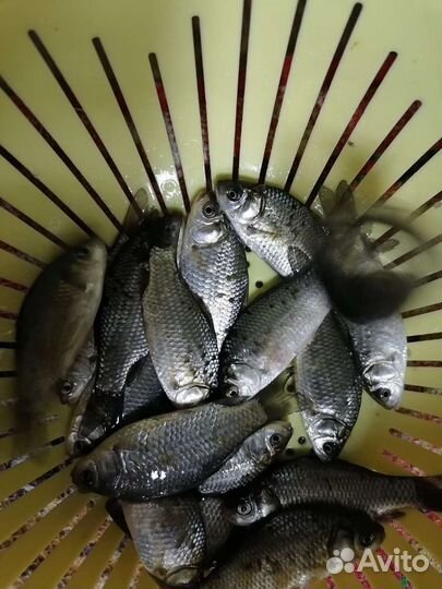 Живец - карась гольян черви и опарыш