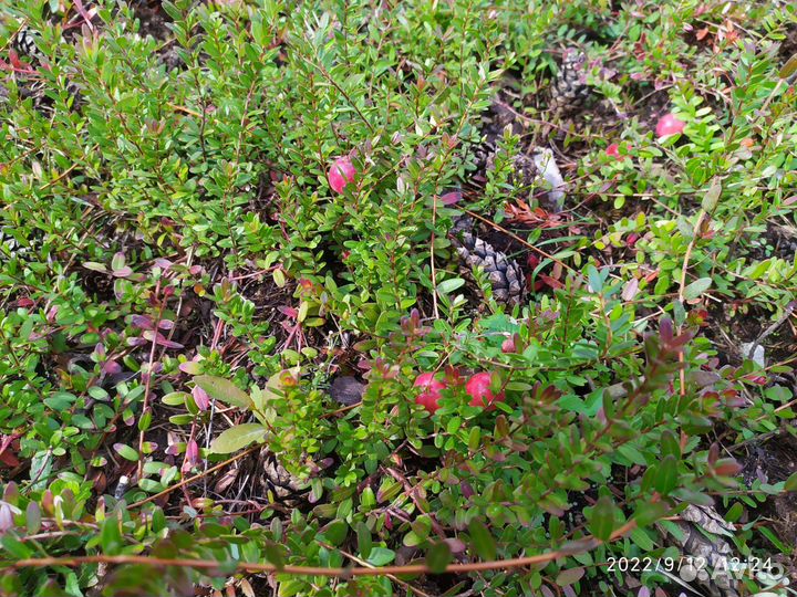 Продам саженцы клюквы крупноплодной