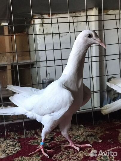 Голуби иранцы