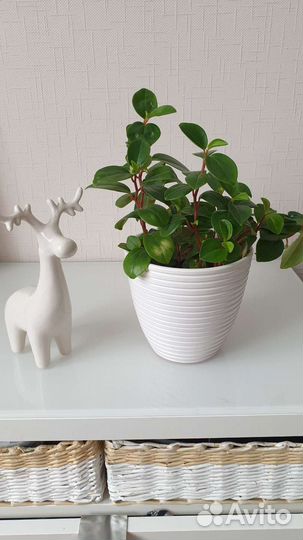 Пеперомия головатая, туполистная