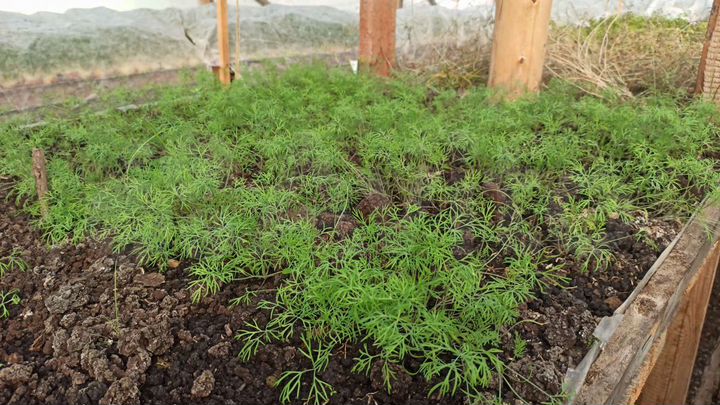 Дача 50 м² на участке 12 сот.