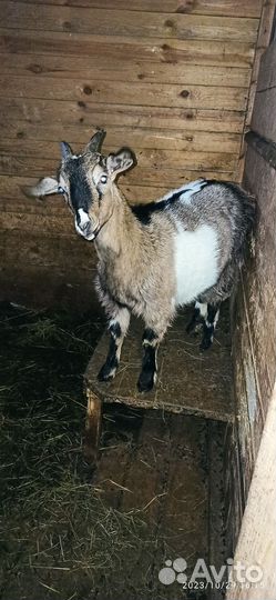 Молодые козочки