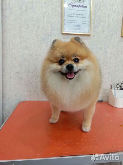 Грумер. Стрижка собак и кошек