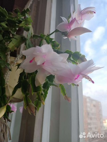 Комнатные растения