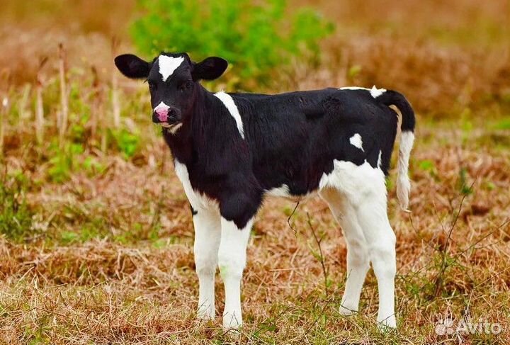 Бычки и телята