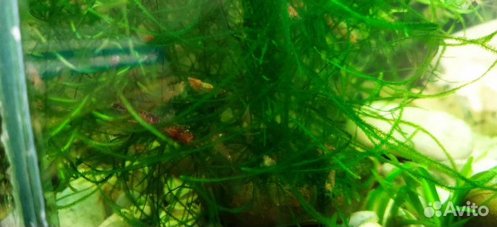 Аквариумные креветки