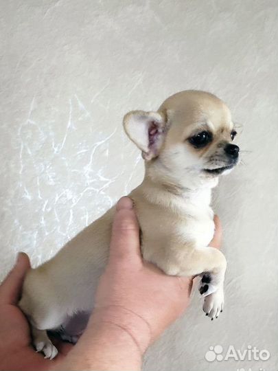 Щенки чихуахуа мини