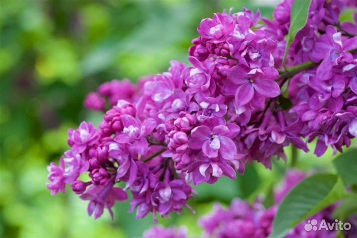 Сирень Огни Донбаса