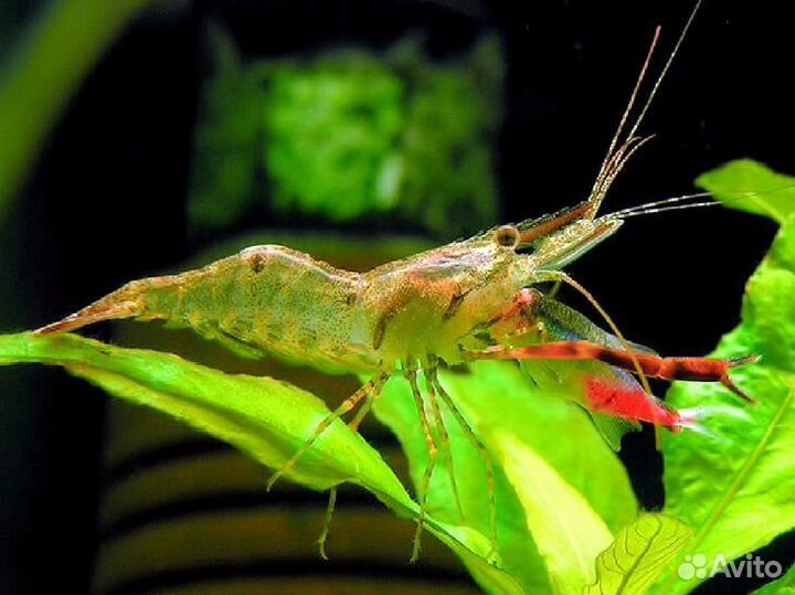 Кольцерукая креветка