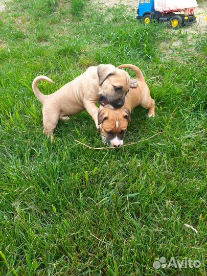 Щенки стаффордширского терьера