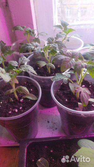 Помидоры балконное чудо