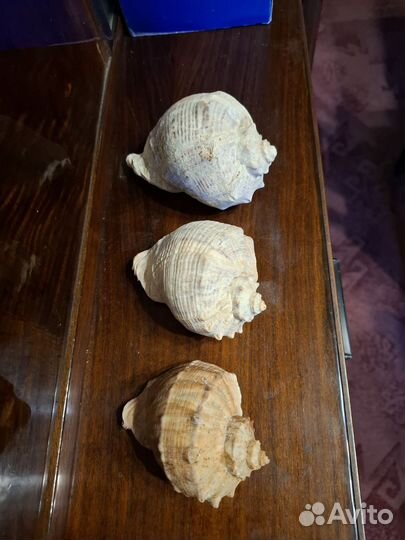 Ракушка большая