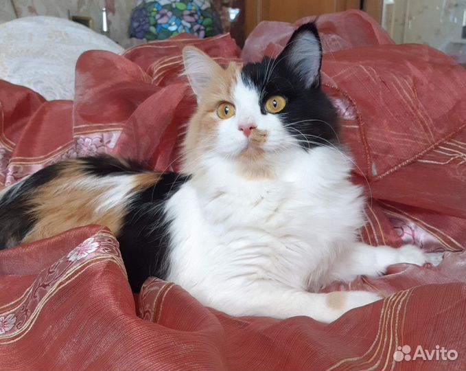 Красавица кошка