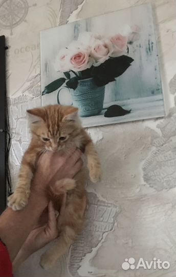 Котик маленький
