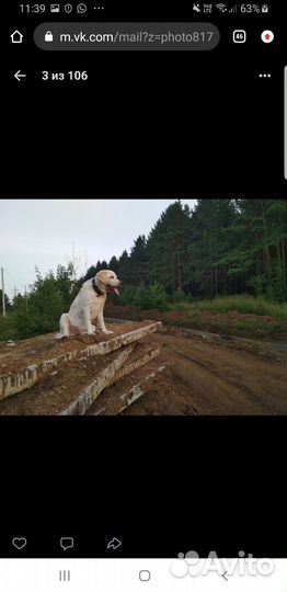 Лабрадор в добрые руки