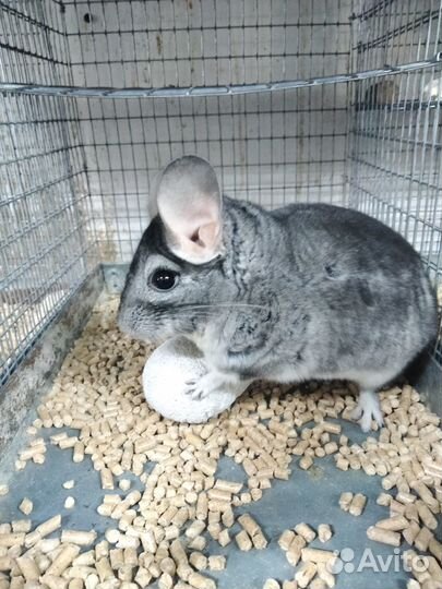 Шиншилла 