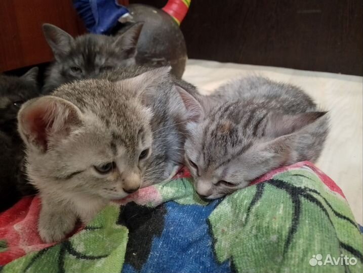 Кошка в дар бесплатно