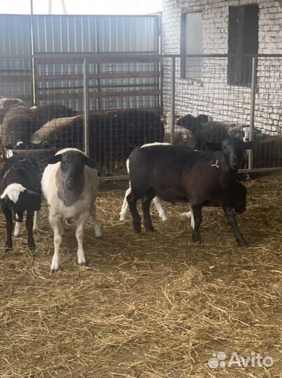 Баранчики на племя (помесь дорпер )