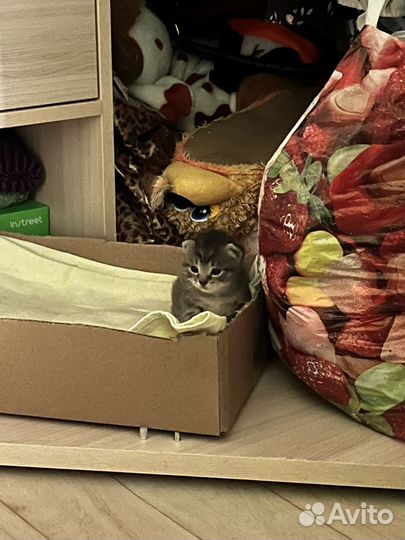 Котенок