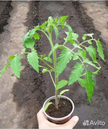 Помидоры волгоградские