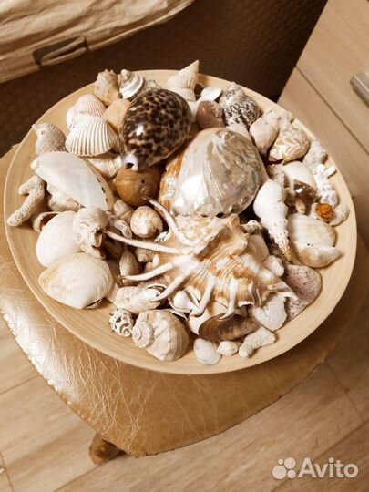 Коллекция ракушек