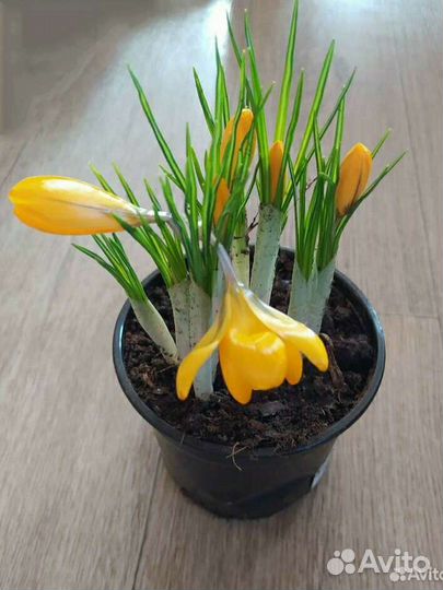 Крокусы к 8 марта