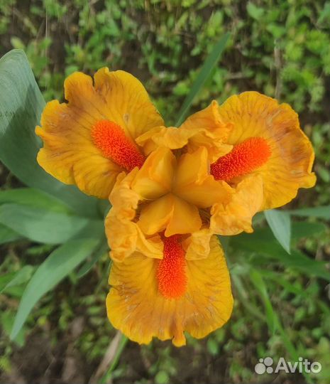 Ирисы карликовые