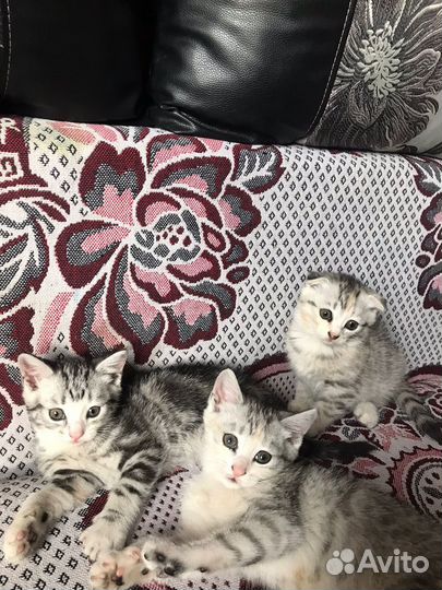 Котята в добрые ручки