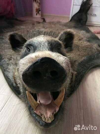 Ковер из чучела кабана, с головой, копытами