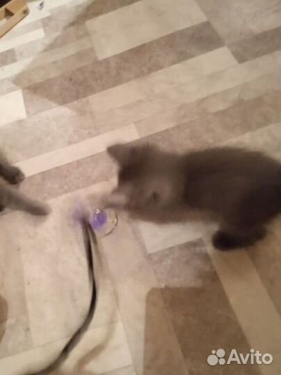 Котенок бесплатно