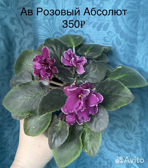 Сортовые фиалки