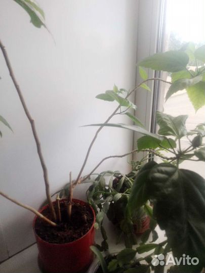 Китайская роза