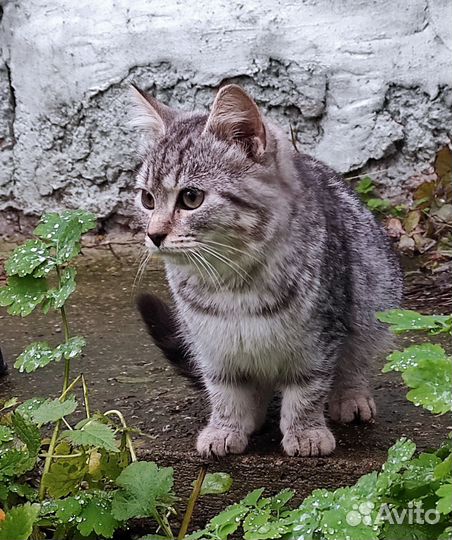 Котëнок ищет дом