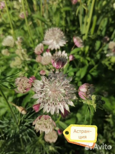 Цветы для сада