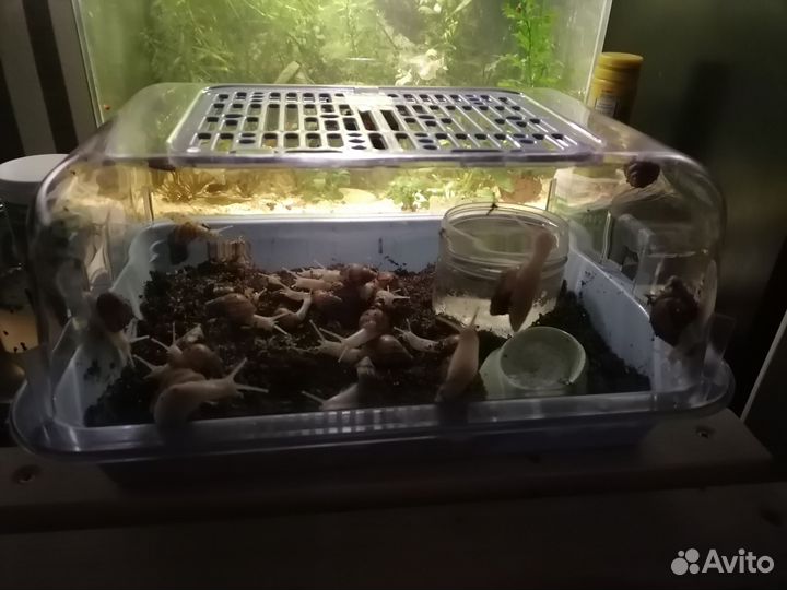 Африканские улитки Ахатины