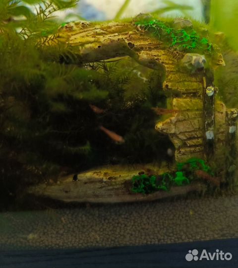 Аквариумные креветки