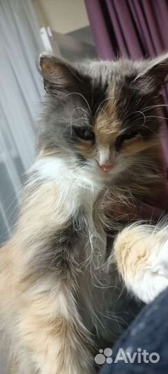 Кошка ласкуша