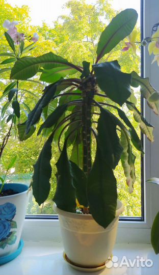 Комнатные растения для офиса и дома