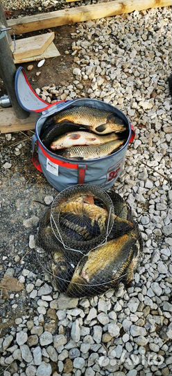 Свежая рыба #карп #продажа карпа #купить карпа