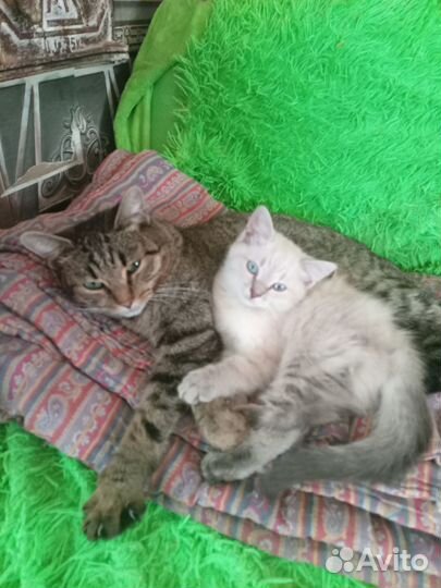 Кошка в дар