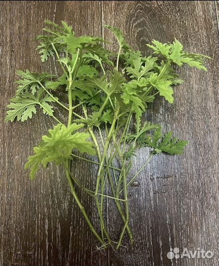 Пеларгония герань душистая лимонная