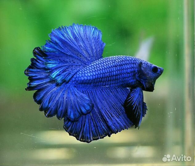 Подарочный комплект (новый)