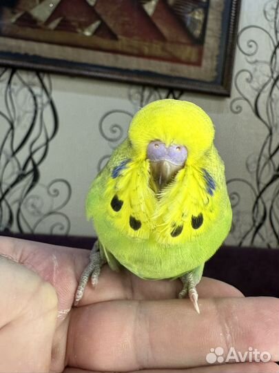 Выставочные волнистые попугаи (ввп, Чех)