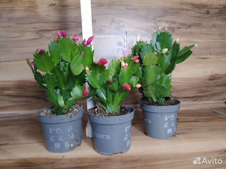 Декабрист шлюмбергера