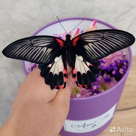 Ферма бабочек