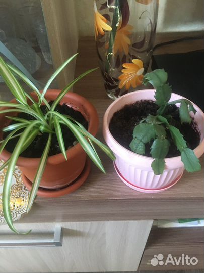 Декабрист,хлорофитум