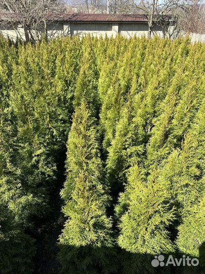 Туя смарагд