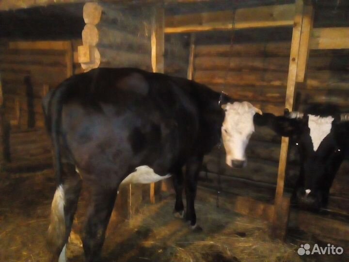 Корова и нетель