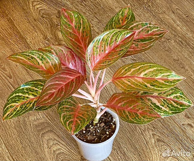 Аглаонемы тайские редкие